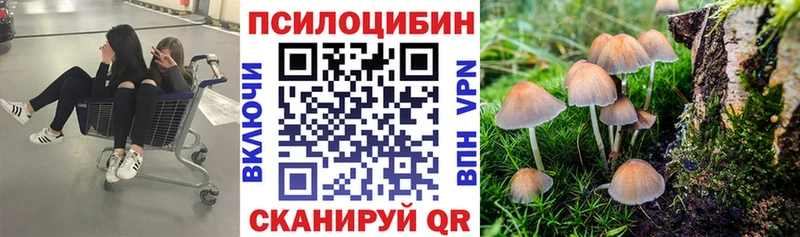 Псилоцибиновые грибы Psilocybe  где купить   Нижняя Тура 